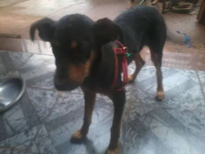 Cachorro ra a nao sei idade 2 a 6 meses nome cadelinha perdida