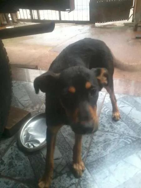 Cachorro ra a nao sei idade 2 a 6 meses nome cadelinha perdida