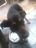 cadelinha perdida