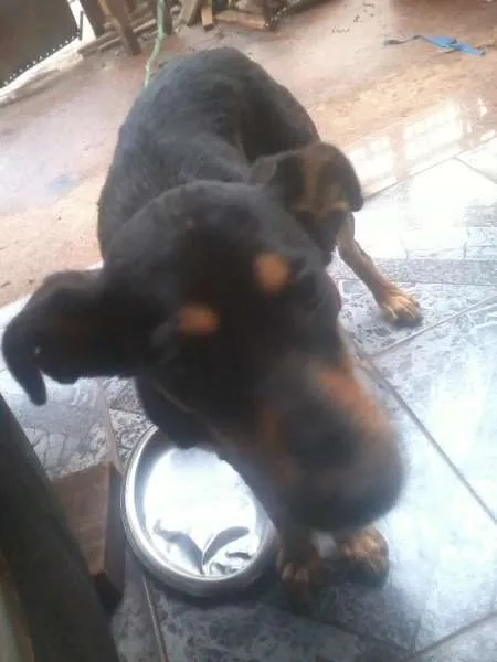 Cachorro ra a nao sei idade 2 a 6 meses nome cadelinha perdida