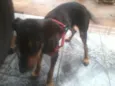 cadelinha perdida