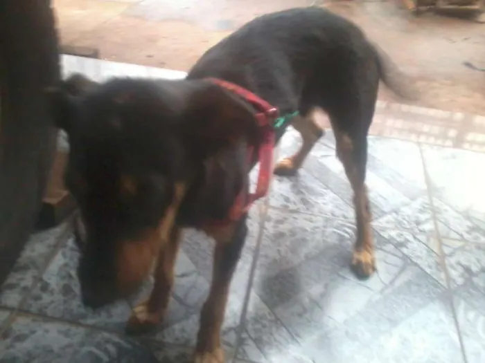 Cachorro ra a nao sei idade 2 a 6 meses nome cadelinha perdida