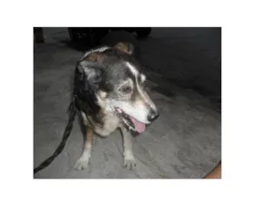Cachorro raça SRD idade 6 ou mais anos nome BEETHOVEN GRATIFICA