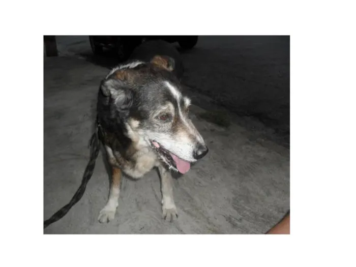 Cachorro ra a SRD idade 6 ou mais anos nome BEETHOVEN GRATIFICA