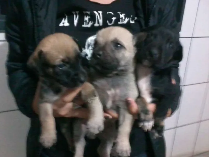 Cachorro ra a srd idade Abaixo de 2 meses nome cachorrinhos