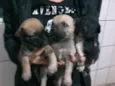 cachorrinhos