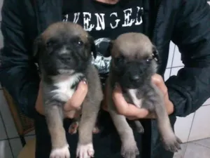 Cachorro raça srd idade Abaixo de 2 meses nome cachorrinhos