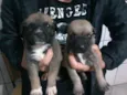 cachorrinhos