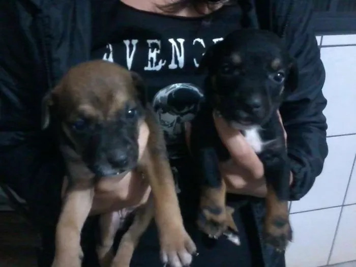 Cachorro ra a srd idade Abaixo de 2 meses nome cachorrinhos