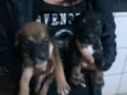 cachorrinhos