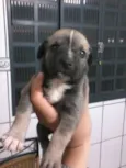 cachorrinhos