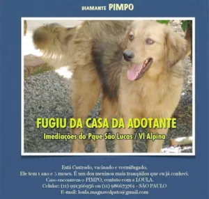 Cachorro raça Srd idade 1 ano nome Pimpo GRATIFICA