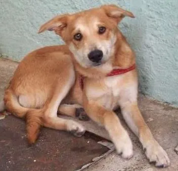 Cachorro ra a SRD idade 7 a 11 meses nome Fox