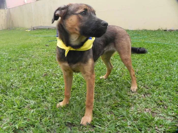 Cachorro ra a não sei idade 2 a 6 meses nome Fiona