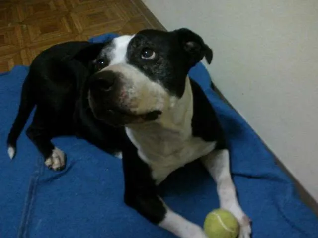 Cachorro ra a Pit-Bull idade 4 anos nome Lua