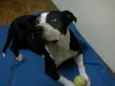 Lua