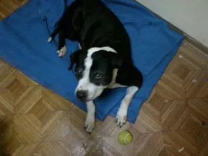 Cachorro raça Pit-Bull idade 4 anos nome Lua