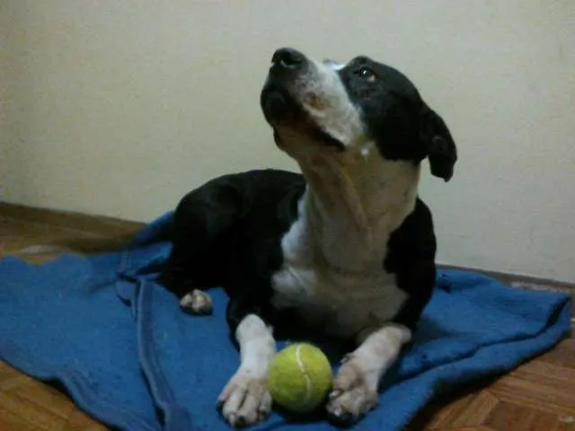 Cachorro ra a Pit-Bull idade 4 anos nome Lua