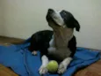 Lua