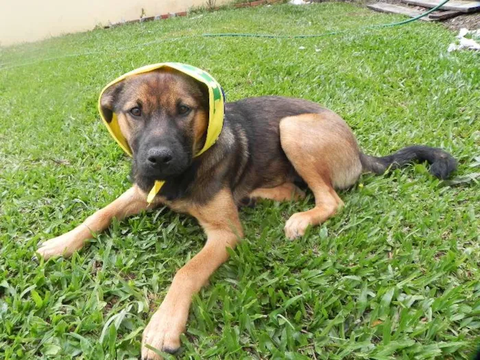 Cachorro ra a não sei idade 2 a 6 meses nome Fiona