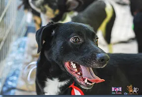 Cachorro raça DV idade  nome Vários lindos anima