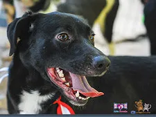 Cachorro raça DV idade  nome Vários lindos anima