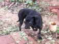 Cãozinho