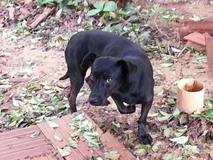 Cachorro ra a SRD idade  nome Cãozinho