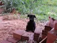 Cãozinho