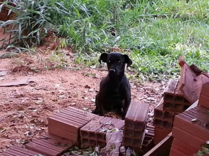 Cachorro ra a SRD idade  nome Cãozinho