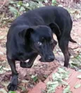 Cãozinho
