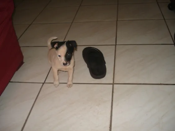 Cachorro raça SRD idade  nome Filhotinho