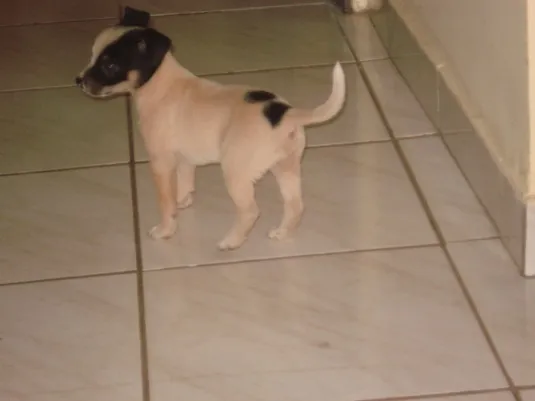 Cachorro raça SRD idade  nome Filhotinho