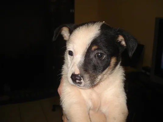 Cachorro raça SRD idade  nome Filhotinho