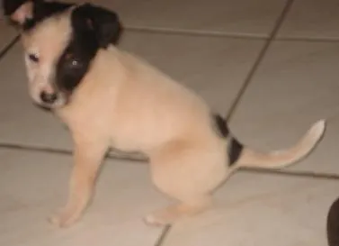 Cachorro raça SRD idade  nome Filhotinho