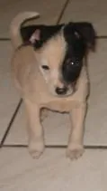 Cachorro raça SRD idade  nome Filhotinho