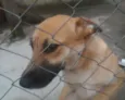 Menina