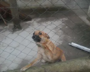 Cachorro raça indefinida idade 1 ano nome Menina