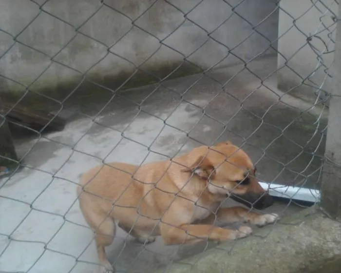 Cachorro ra a indefinida idade 1 ano nome Menina