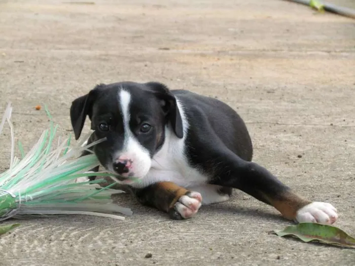 Cachorro raça SRD idade 2 a 6 meses nome Love