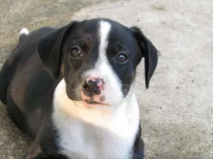 Cachorro raça SRD idade 2 a 6 meses nome Love