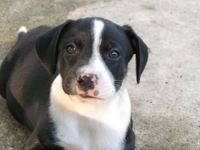 Cachorro raça SRD idade 2 a 6 meses nome Love