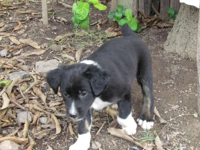 Cachorro raça SRD idade 2 a 6 meses nome May