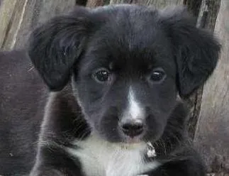 Cachorro raça SRD idade 2 a 6 meses nome May