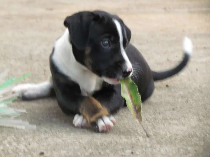 Cachorro raça SRD idade 2 a 6 meses nome Love