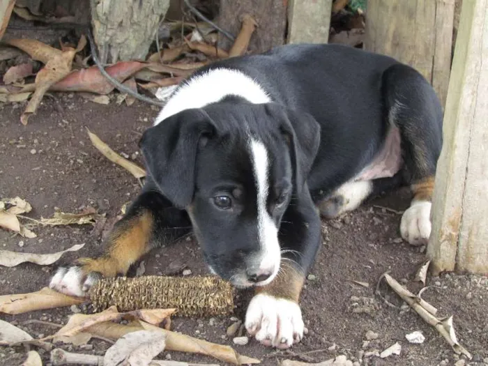 Cachorro raça SRD idade 2 a 6 meses nome Love