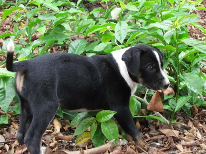 Cachorro raça SRD idade 2 a 6 meses nome Love