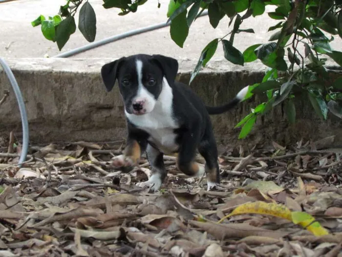 Cachorro raça SRD idade 2 a 6 meses nome Love