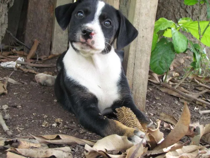 Cachorro raça SRD idade 2 a 6 meses nome Love