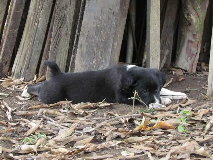 Cachorro raça SRD idade 2 a 6 meses nome May